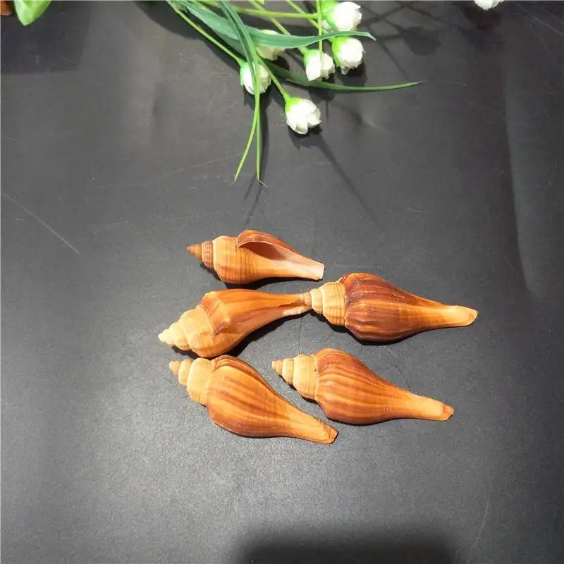 

Natural conch shells diy handmade Mediterranean aquarium floor decoration shell decoration shell sea natural seashell