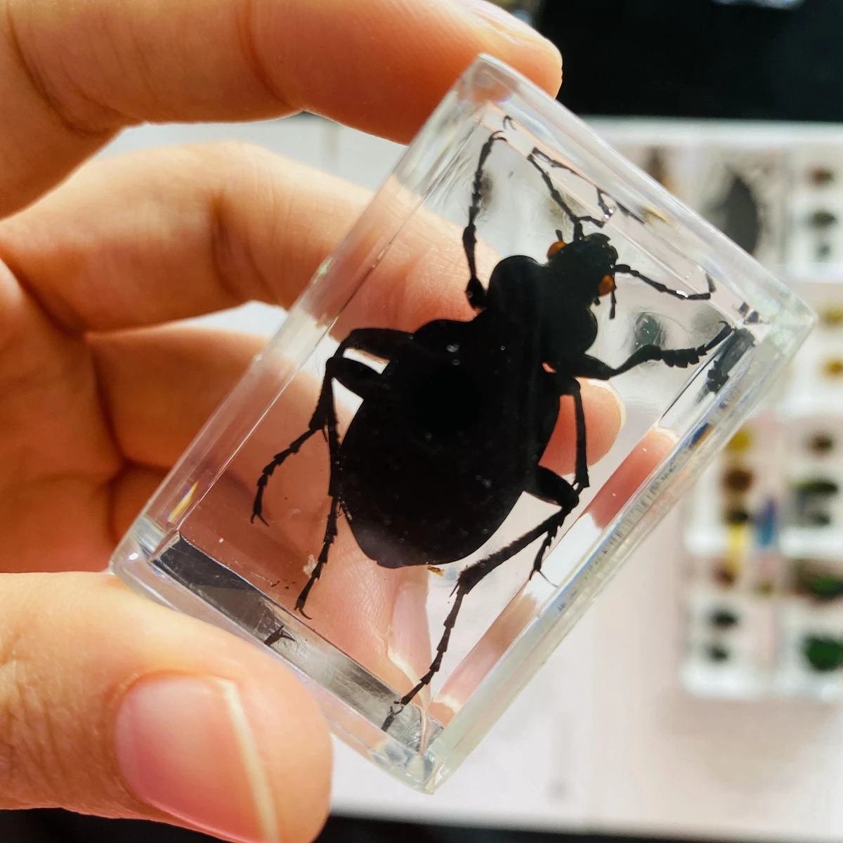 1Pcs Various Insect Specimen in clear Resin Paperweight Specimen