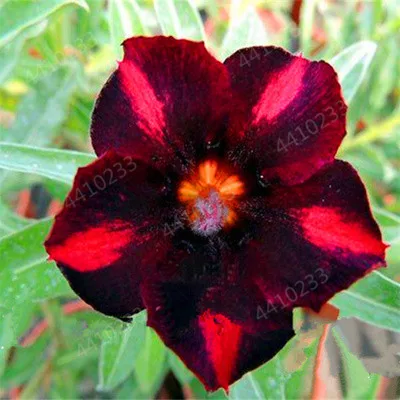 Распродажа! Новые 5 шт смешанные настоящие Adenium obesum пустынные розы цветы для дома и сада Семена бонсай растения для заказа образца - Цвет: 12