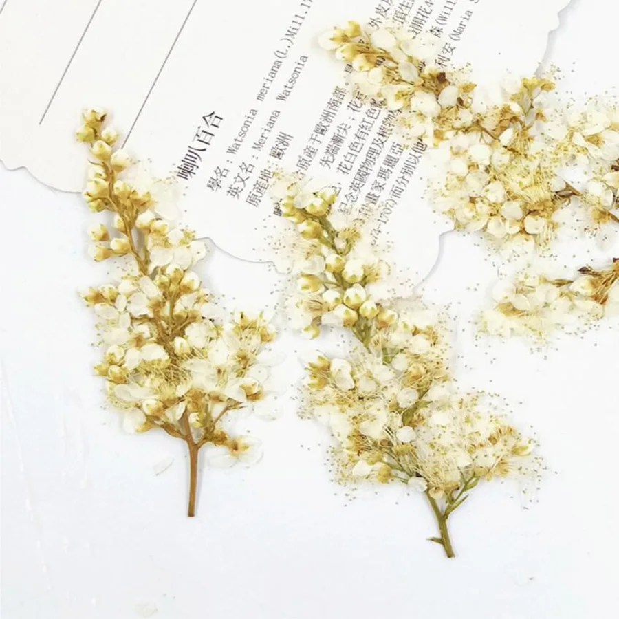 60 шт прессованный высушенный Spiraea Thunbergii Sieb. Цветок растение Гербария для ювелирных изделий открытка с пригласительным билетом чехол для телефона DIY