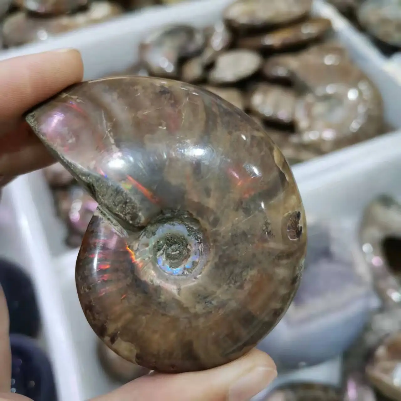 100G Di Ammonite Fossile Arcobaleno Ammonite Fossile Pecimens Dal Madagascar