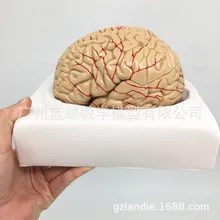 Артерии головного мозга модель анатомическая модель мозга Структура модель неврологии