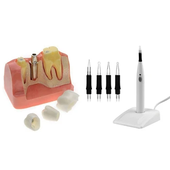 

1 Set 4 Tips Oral Gutta Breaker Cutter Tooth Whitening Tools Eu Plug & 1 Pcs Professional Teeth Model