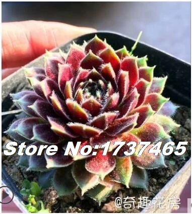 7 Импортные настоящие 20 шт Sempervivum Mischung Mix succulent-home garden - Цвет: 7