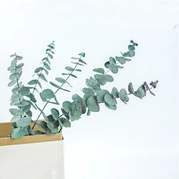 

5pcs dried natural flower bouquets natural dried eucalyptus branches&natural dried eucalyptus bouquets