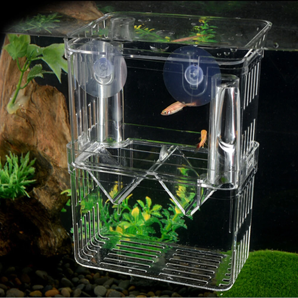 aquarium fish breeding