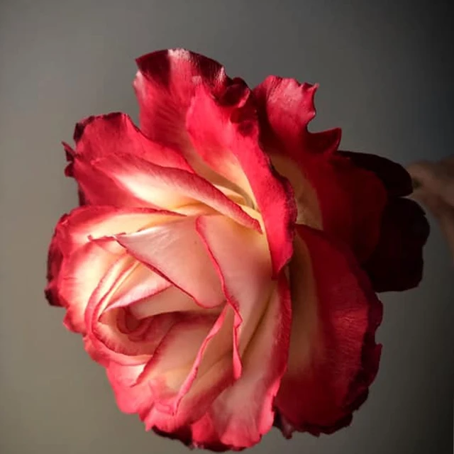 Új Rózsa Veerer Szilikon Penész Virág Torta Díszítő Szerszámok Cukor Gumpaste Csokoládé, Agyagvíz Papír Öntőformák M172 - Image 3