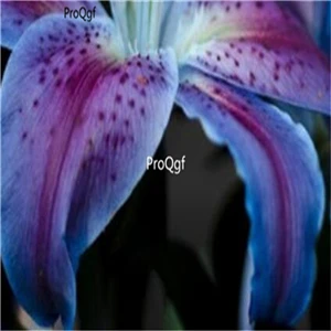 Prodgf 30 шт набор Lilium brownii Lily - Цвет: 8
