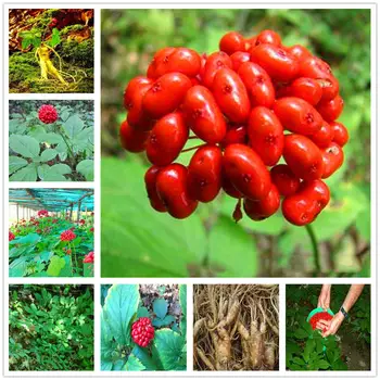 

Plant Flower Bath Salts panax ginseng Essence 100Pcs XZZ-254