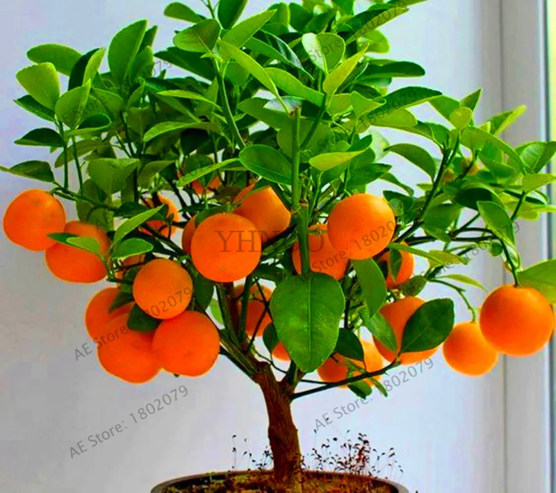 20 orange Самая низкая цена! 4 вида фруктов, бонсай фруктовое дерево Флорес, овощные и фруктовые плантации садовое растение вкусное яблоко апельсин киви вишня t - Цвет: 20 orange