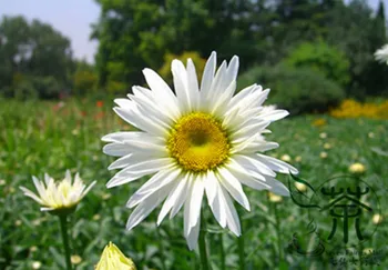 

Leucanthemum Maximum Shasta Daisy Da-Bin-Ju