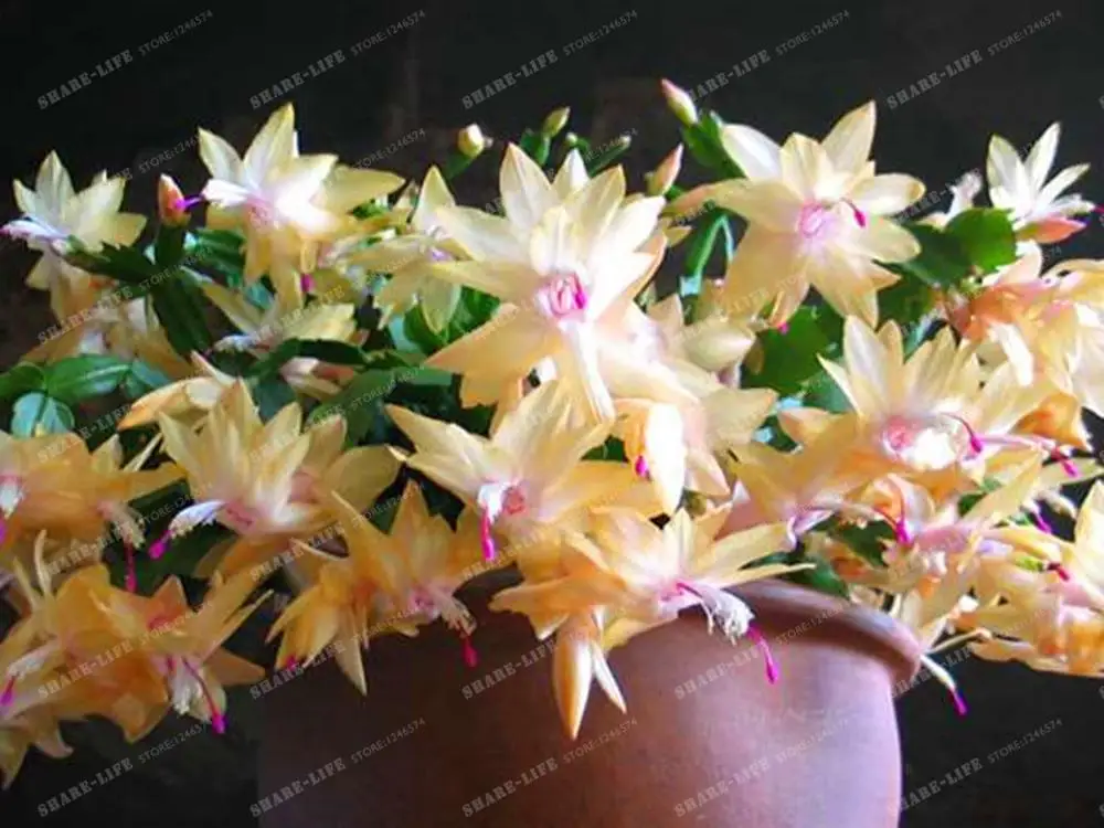 Цигокактус Truncatus Schlumbergera Бонсай Кактус цветы комнатных горшечных растений очищающий воздух цветок эпифиллум Зеленый 100 шт