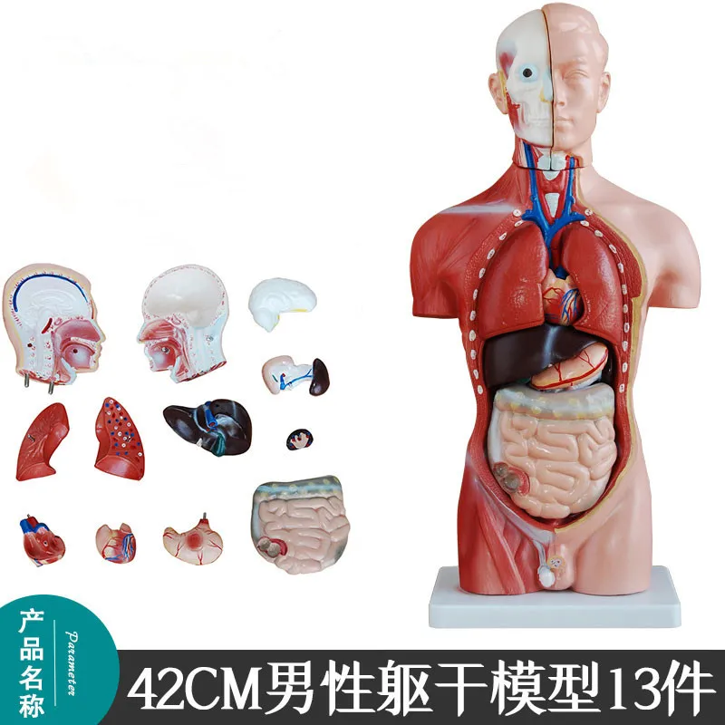 13parts 42cm Human Male Torso Heart Brain Trachea Esophagus Aorta Diaphragm Lung Internal Organs Anatomical Model Aliexpress