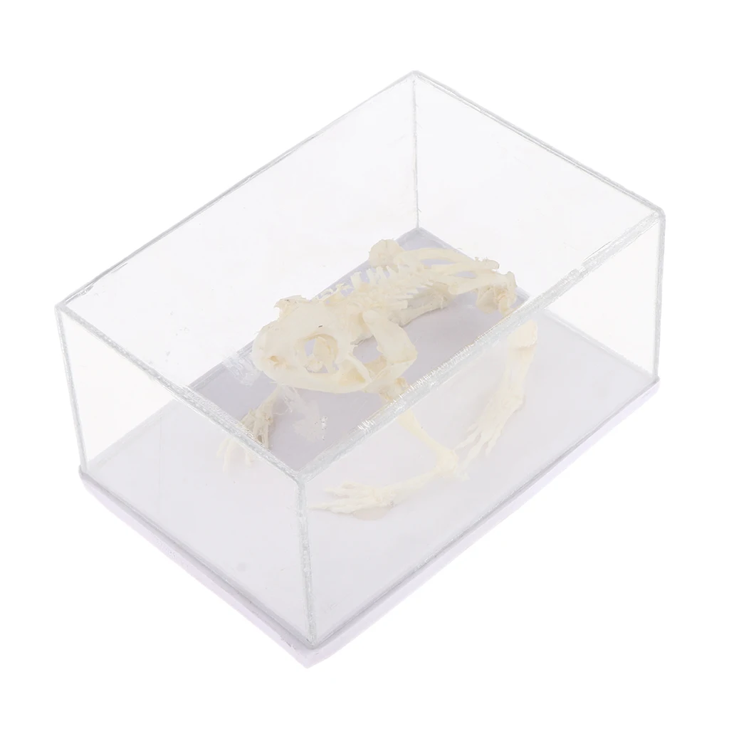 Animal Skeleton Model - Frog Bone Specimen Sculpture with Display Case, Student Biology Science Teaching Aids