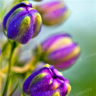 100pcs Tulip flores White Blue Purple mixed color Flower plantas bonsai flower plante colorful plants for home garden - Цвет: Коричневый