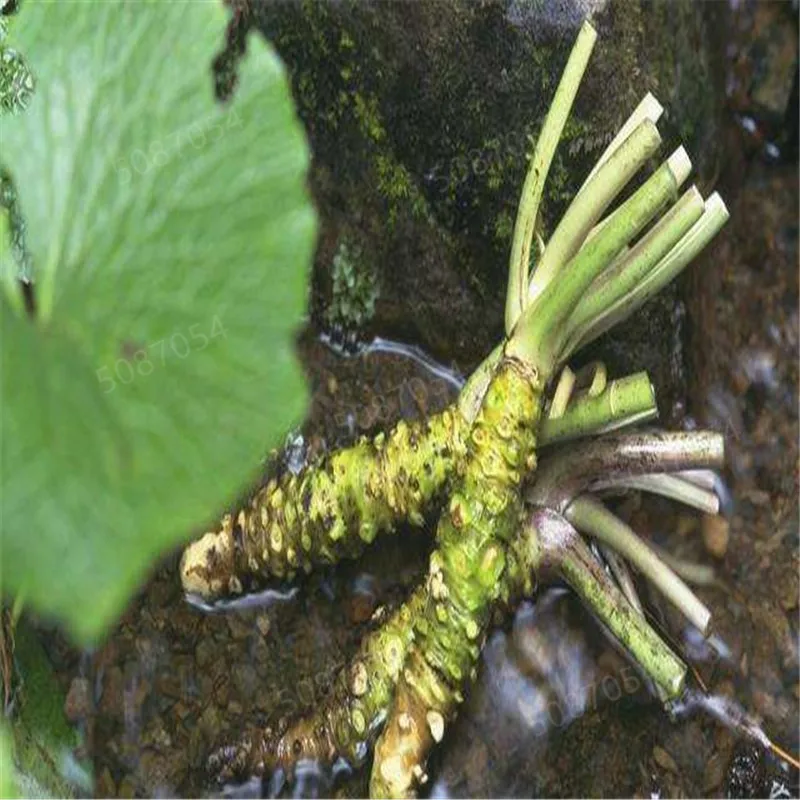 100 Pcs Wasabi Bonsai Plants Japanese Horseradish Mustard Vegetables