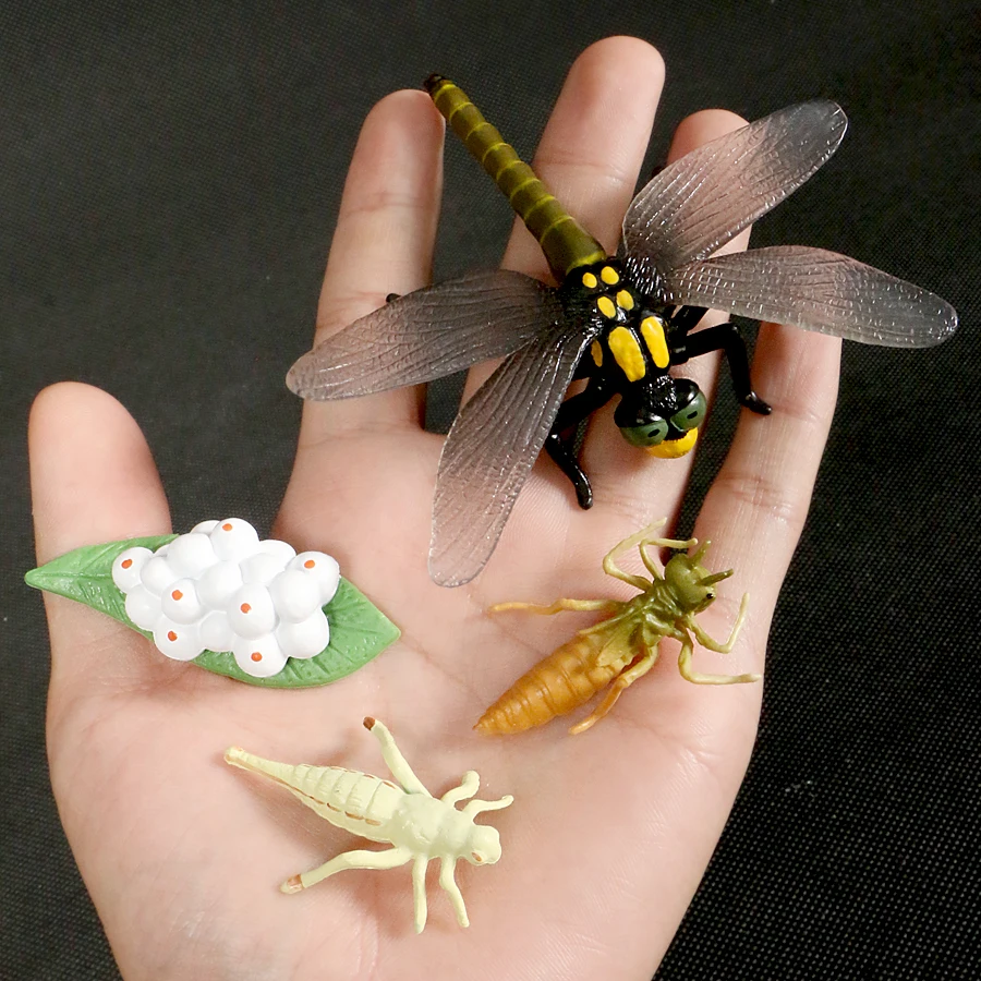 Simulation Life Cycle of Insect Animal Growth Cycle Models,Butterfly,Frog Action Figures Collection Science Educational Toys Kid star action figures Action & Toy Figures