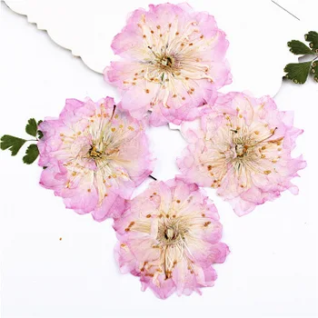 

Dried flowers pressed material drop gum mobile phone case botanical face decals decorative hand scented candles makeup shoot