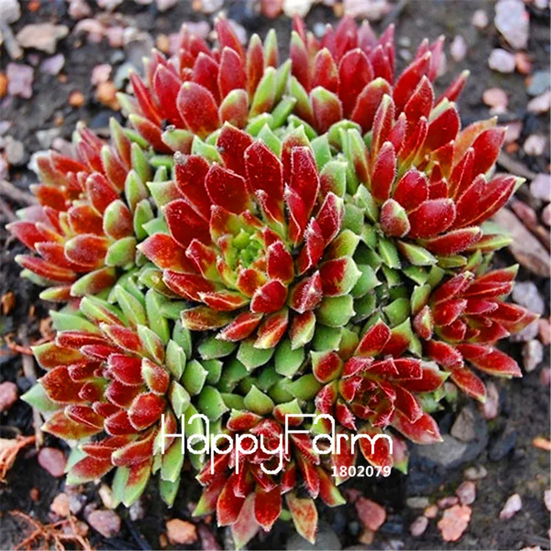 

100 Pcs/Lot Genuine!Hens And Chicks Succulent Mix garden (Sempervivum Hybridum) bonsai plant flower flores