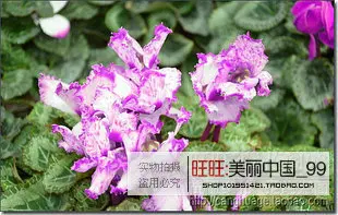 Прямых продаж маленький Semillas De Flores 20 шт./упак. бонсай качество цикламен Сад Комнатные растения кроличьи уши, чтобы провести