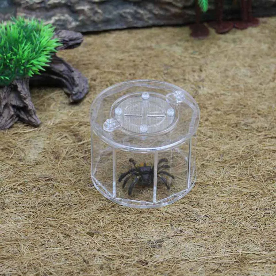 Insect Ornamental Box Reptile Breeding Box Holding Acrylic Eight-Sided Ornamental Transparent Reptile Terrarium