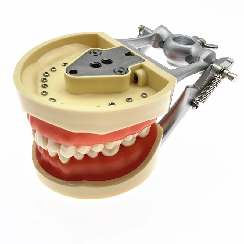 DentalModelkilgoreNissinTypeDentalTypodontModelwithRemovable
