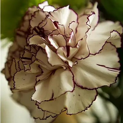 500 шт Dianthus caryophyllus 'Giant Chabaud Mixed' дикая Гвоздика домашний сад - Цвет: 19