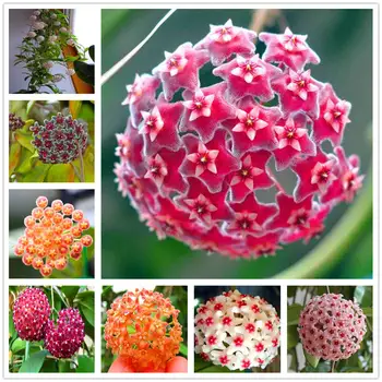 

Plant Flowers Bath Salts Hoya orchid Essence 100Pcs XZZ-161