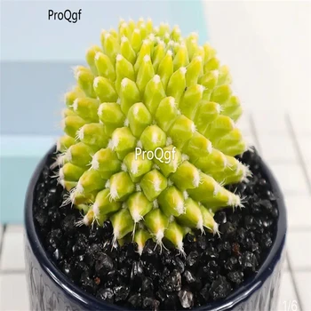 

Ngryise 2Pcs a Set yingchunjin