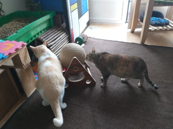 Cat Scratcher Claw Sharpener Wood Scratching Post Wooden Toys for Cats Accessories Cat's Scraper for House Cat Scratcher Claw Sharpener Wood Scratching Post Wooden Toys for Cats Accessories Cat's Scraper for House