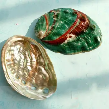 

Colorful natural conch shells abalone shell shellfish aquarium fish tank decorative landscaping floor wall stickers Decoration