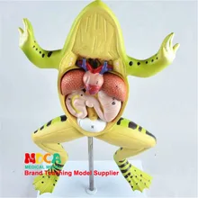 Лягушка анатомическая модель жаба анатомическая модель животных Анатомия медицина обучение Mqwjp001