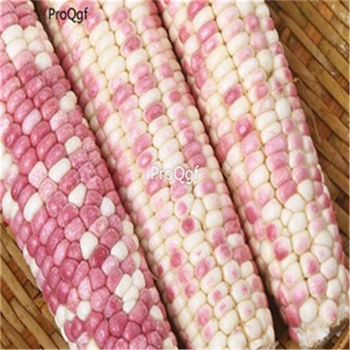 

Ngryise 300pcs Corn vegetable