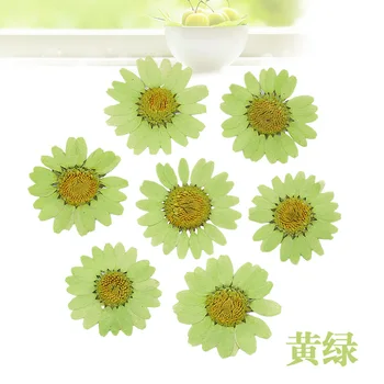 

120pcs Pressed Press Dried Daisy Dry Flower Plants For Epoxy Resin Pendant Necklace Jewelry Making Craft DIY Accessories