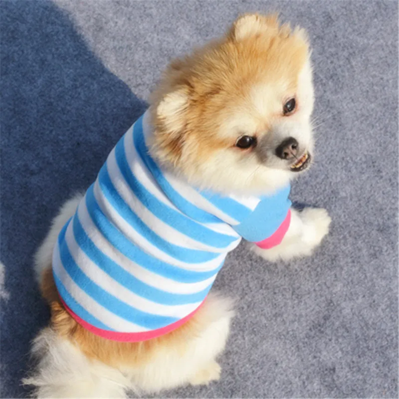 Unique Sweaters For Dogs - The Popular Clothes This Winter