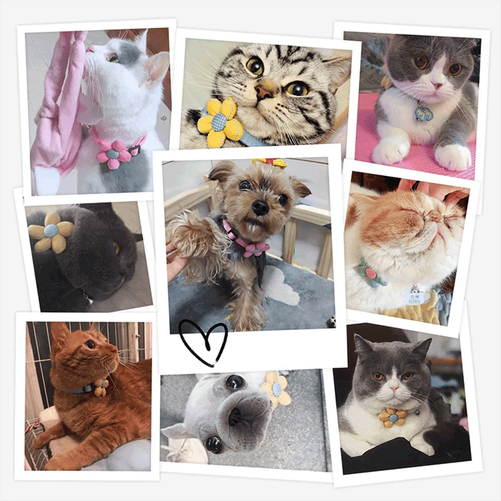 11889421732_1603477161