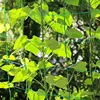 45/36/24 Strands of 10x10cm Cell Plant Climbing Net Garden plant Shelves Net Vegetable Flower Net Garden Weaving Grow Frame 6
