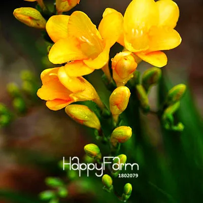 9 Бонсай Freesias великолепный сад красочные ароматные Цветочные растения Орхидея Флорес идеальные Цветочные Планты 100 Плант/упаковка - Цвет: 9