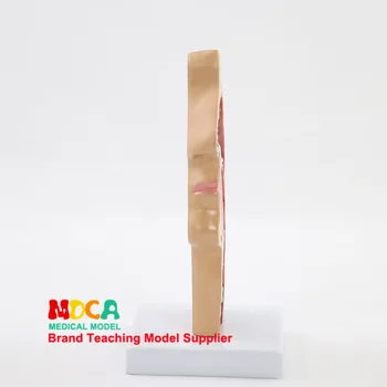 

Head, anatomical model, oral cavityvascular nerve nasopharynx throat model medicine teaching modelpathological analysis