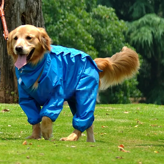 golden retriever in raincoat