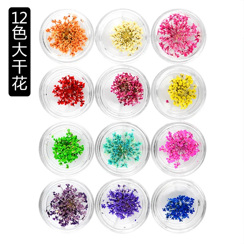 12色大干花