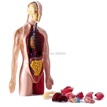 

Human medical skeleton puzzle training skull modello anatomico manikins anatomic anatomical Male member medical supplies toys