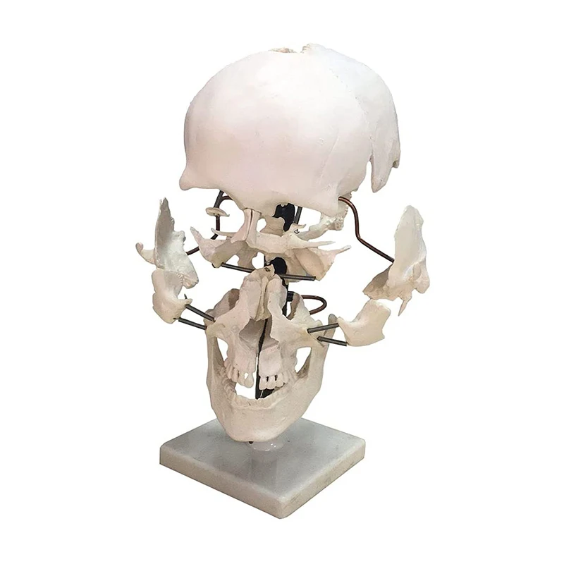 Life Size 16 Parts Human Skull Model Anatomy Model Medical Science Teaching Resources