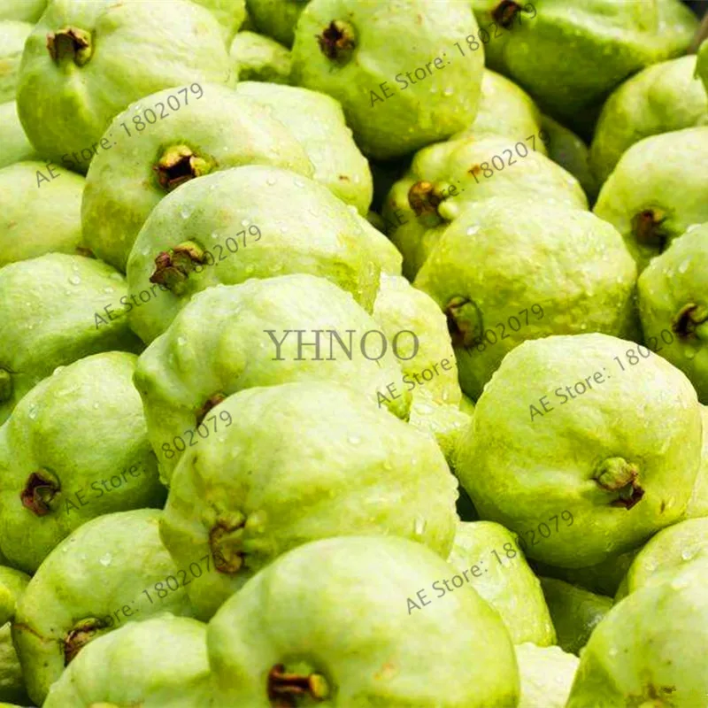 Домашний сад бонсай свежие плоды гуава Psidium Guajava Таиланд, розового цвета, больших свежие фрукты, сладких фруктов, 103 шт./пакет