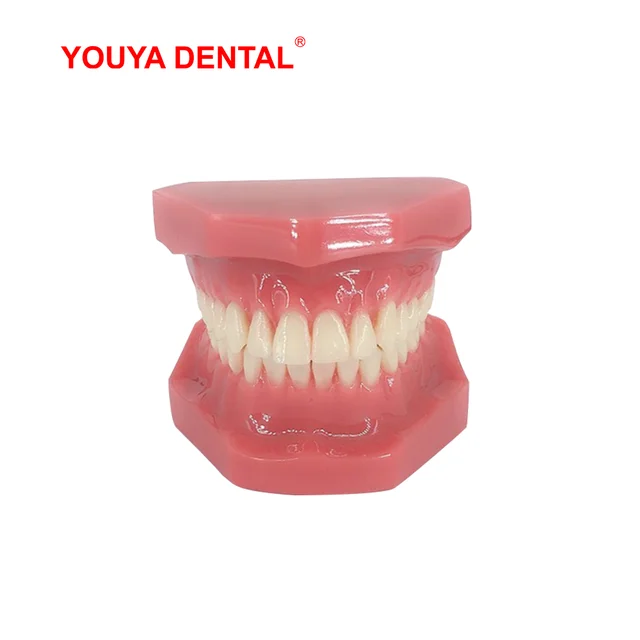 Dental Teeth Model For Studying Teaching Education Normal Adult Tooth Model Oral Dentistry Medical Dental Products High Quality