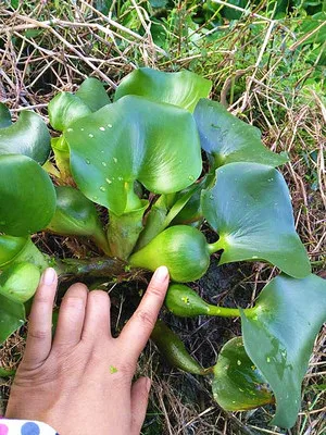 100 шт Свежие настоящие shuihulu Oo-Eichhornia crassilpes водные