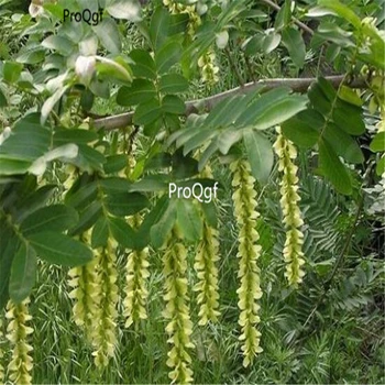 

Ngryise 2000Pcs Pterocarya stenoptera