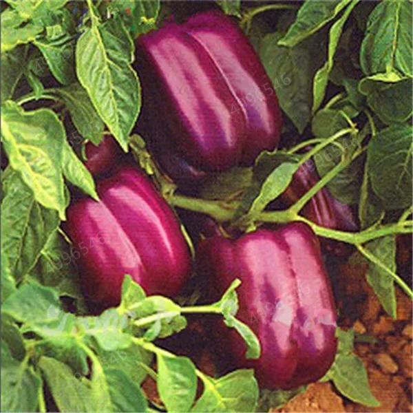 Garden-Plants-Peter-Pepper-bonsai-Red-Hot-Chili-Peppers-Organic-Vegetable-DIY-Potted-Plant-Long-Hot.jpg_640x640
