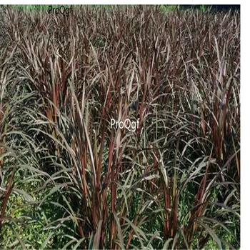 

Ngryise 5000Pcs A Set red Pennisetum purpereum