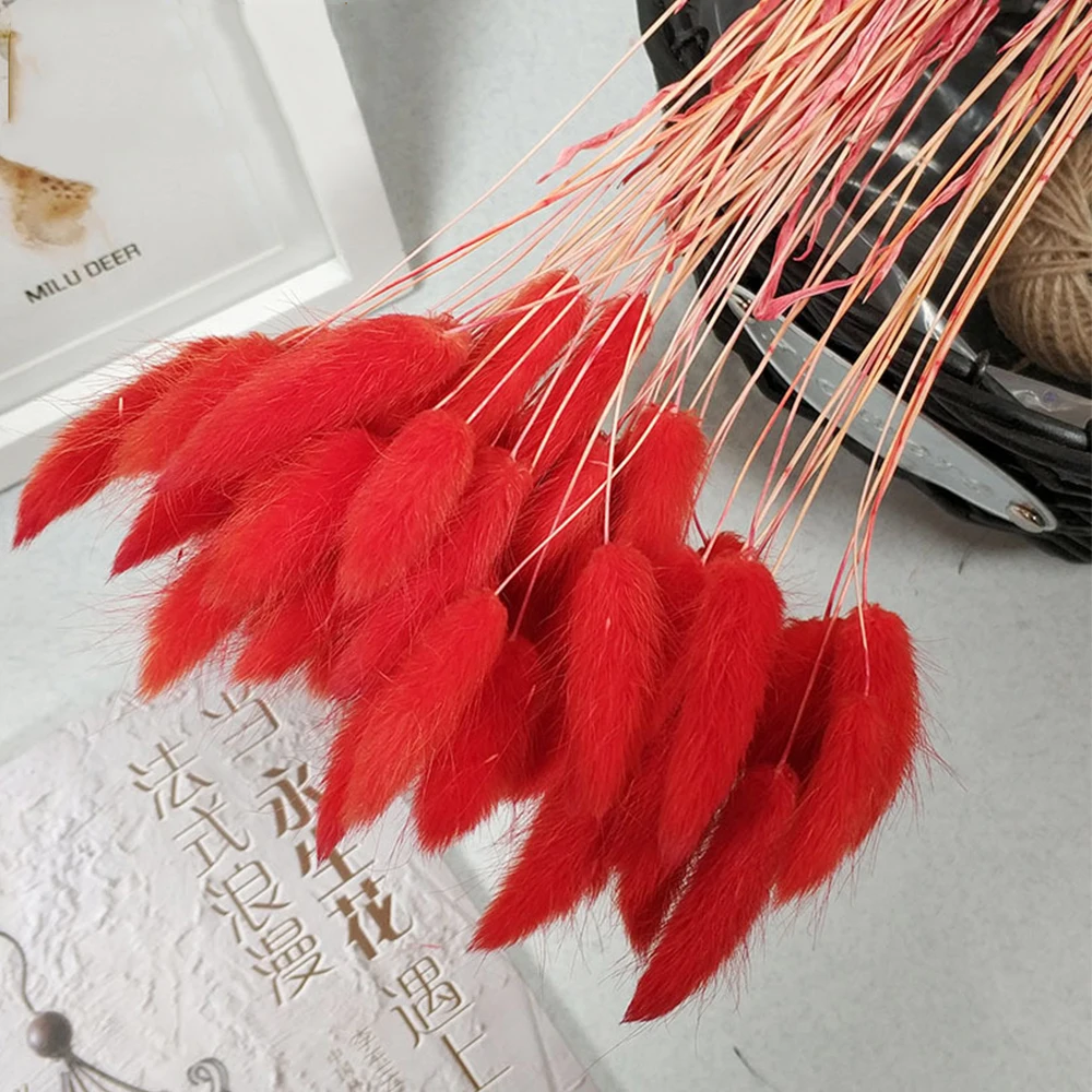 60 pcslot naturel fleurs séchées coloré Lagurus Ovatus lapin queue herbe Bouquet pour la